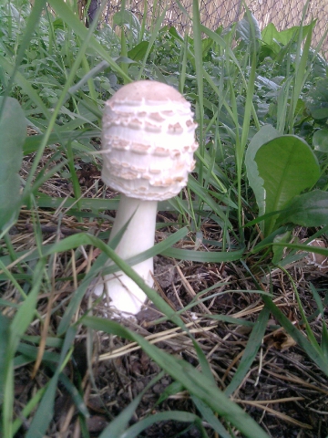 Houby sídlišti. Markovo oblíbené. Než vyrostly, byly pryč.