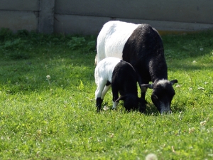 Kozy v dětské ZOO