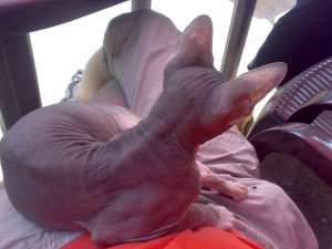 20052009070