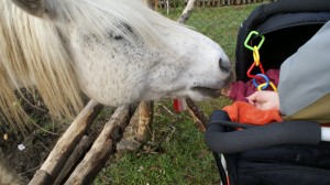 Amelka krmí koně (další fotka našeho rodinného seriálu Co by maminka sama nedovolila)