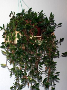 kvetena